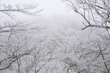霧氷の山地