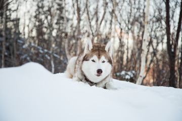 Portrait of lovely Siberian Husky dog liying is on the snow in winter forest at sunset on trees background on Sakhalin Island, Russia