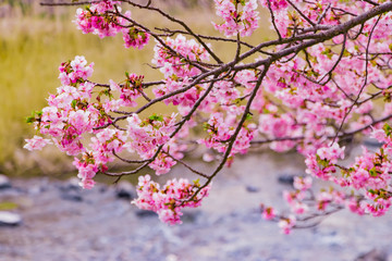 美しい河津桜のある風景