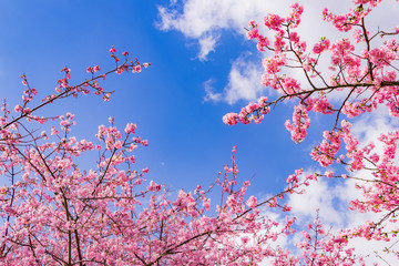 美しい河津桜のある風景