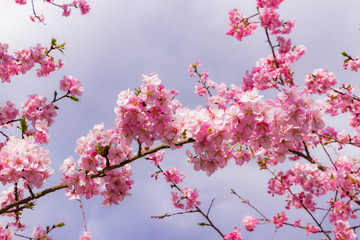 美しい河津桜のある風景