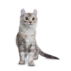 Chocolate silver tortie tabby American curl cat / kitten walking / standing towards camera isolated on white background