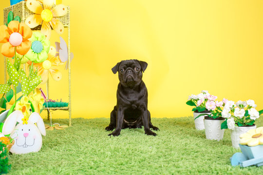 s&uuml;sser junger mops sitzt mitten in der blumenwiese und wartet auf den osterhasen