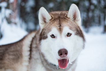 Portrait of siberian husky in winter forest