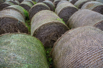 Hay rolls on the field..