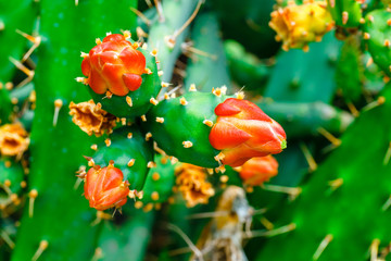 close up of Opuntia ficus indica fruits