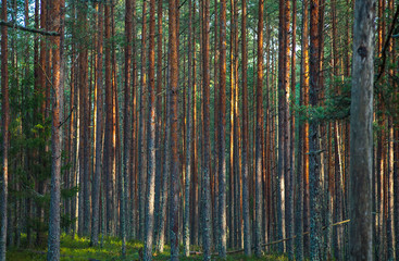 Pine Forest. Summer time.