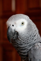 African Grey