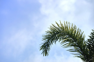 Palm branch tree on blue sky background with copy text space