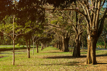 Fototapeta na wymiar Straight way between left and right tress looks like tunnel in the green grass park