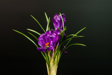 Several Crocus flowers isolated on a black background.