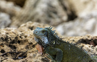 Iguana on Rocks Looking