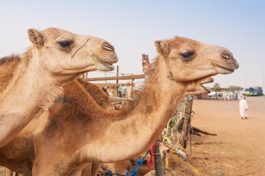 Camels at the Camel Market in Al Ain, UAE