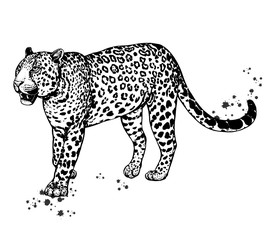 Hand drawn sketch style leopard isolated on white background. Vector illustration.