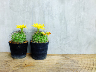 group of green cactus