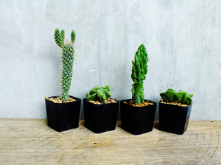 group of green cactus