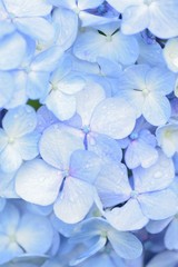 Macro texture of blue colored hydrangea flowers with water droplets