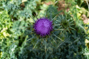 Thistle flower violet with green stems. Barranco de Guiniguada, Gran Canaria, Canary Islands. March 18, 2018