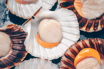 Fresh scallops  background