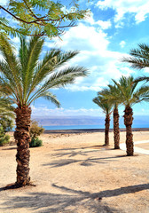 Palm trees in desert, Dead Sea, Israel