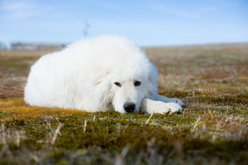 Portrait of gorgeous maremma sheepdog. Close-up of Big white fluffy dog lying on moss in the field on a sunny day