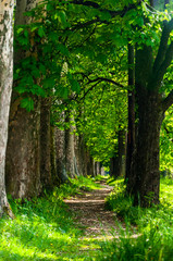 The trail to Vrelo Bosne