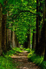 The trail to Vrelo Bosne