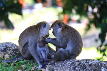 Monkeys in Kuala Selangor, Malaysia