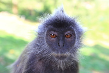 Silvered leaf monkey , Kuala Selangor, Malaysia