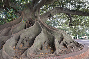 Naklejka premium Ficus elastica à Buenos Aires, Argentine