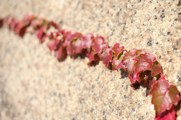Red woodbine climbing rough wall in the fall.