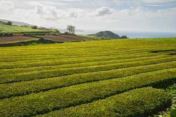 Azores, tea plantation