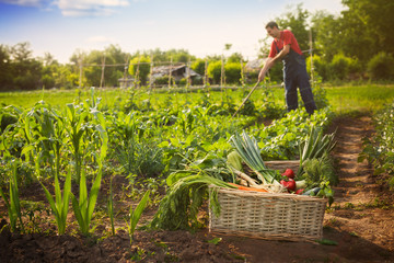 Basket with vegetables and famer in background