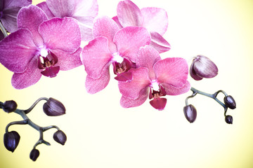 Magenta orchid branche on blue background