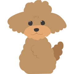 お座りしている犬（トイプードル）