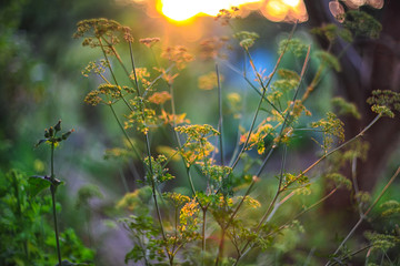 twinkling lights vivid color blurred bokeh spring from leaf background.