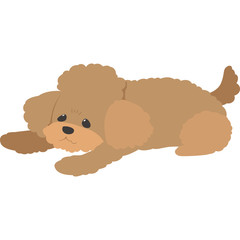 伏せをする犬（トイプードル）