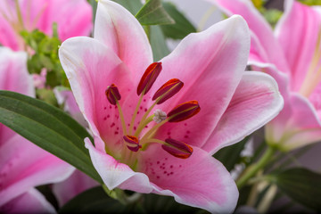 Fototapeta na wymiar Close up of pink lily flower