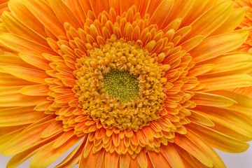 Subtle orange gerbera flowers on white background