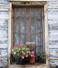 Fototapeta na wymiar Daisy flowers and cactus in pots on the window of the old stone house. Lace curtain, rusty grille and open wooden shutters. 