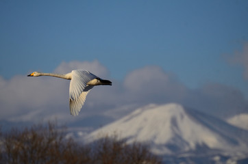 swan and azuma Fuji