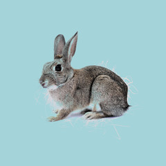 Rabbit poster digital illustration on turquoise background.