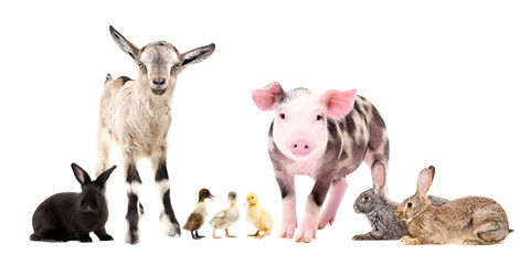 Group of cute farm animals, standing together, isolated on white background
