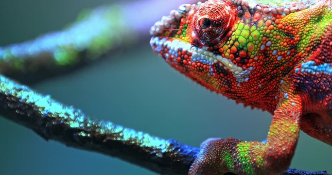 Vivid colorful skin of Chameleon close up view. Exotic tropical lizard walks slowly on branch and looking around