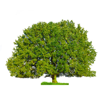 Isolated tree on white background