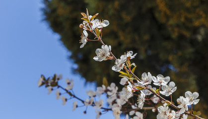 Blossoming flowers on a tree