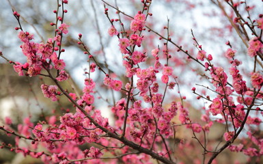 홍매화 봄꽃. Red plum. Plum blossom. Spring blossom. 
