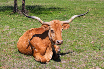 Texas Longhorn