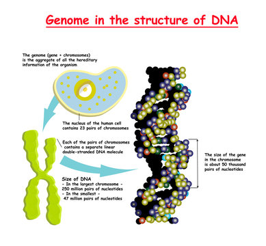 Genome 3D in the structure of DNA. genome sequence. Telomere is a repeating sequence of double-stranded DNA located at the ends of chromosomes Nucleotide, Phosphate, Sugar, and bases. education vector