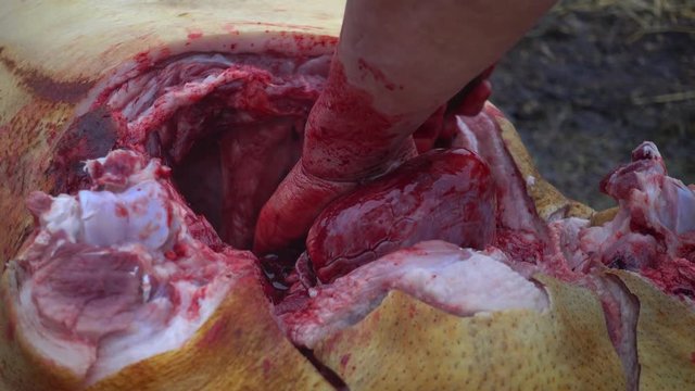 Cutting and cutting of pig carcasses in Europe and Asia 4k video.
